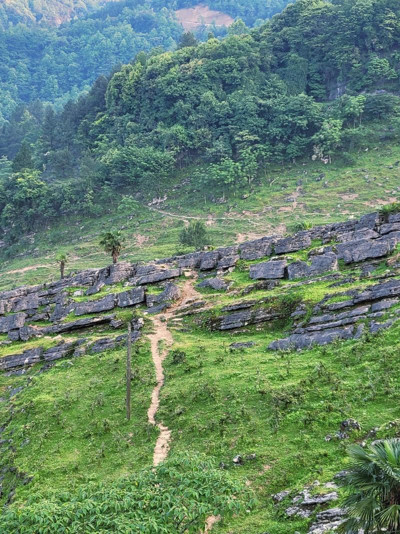 南川漆树堂第3张风景照片
