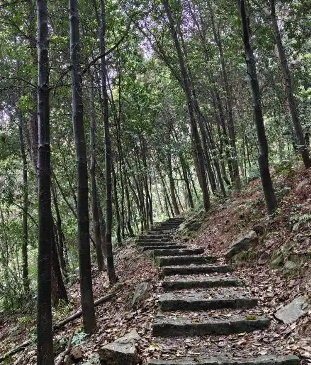 重庆铁山坪环线第3张风景照片