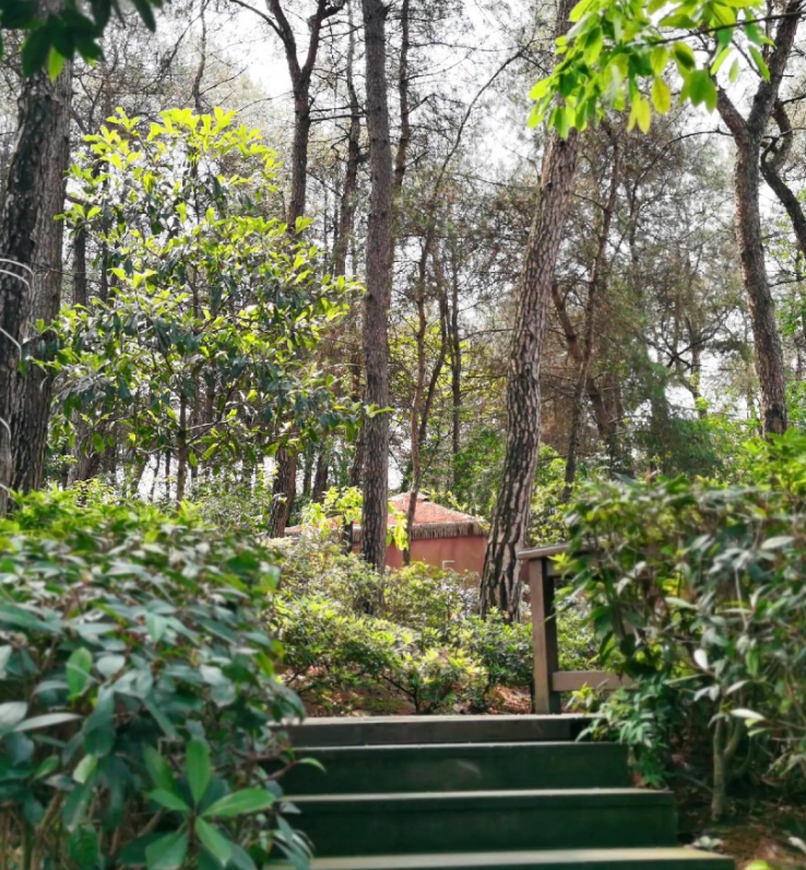 重庆铁山坪环线第5张风景照片